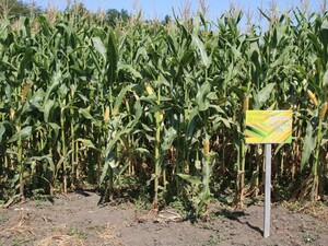 День поля гибридов кукурузы российской селекции 2021