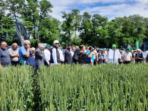 День поля в научно-производственном хозяйстве «Кореновское»